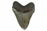 3.74" Fossil Megalodon Tooth - South Carolina - #130837-1